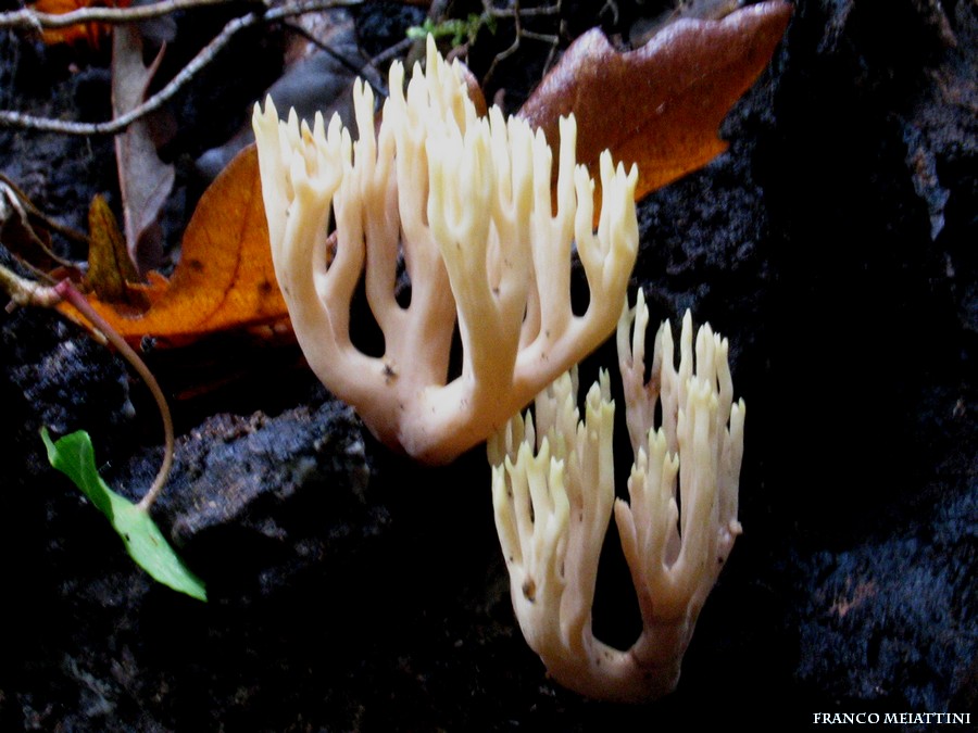 Ritrovamenti di fine Dicembre 2008  parte 1a